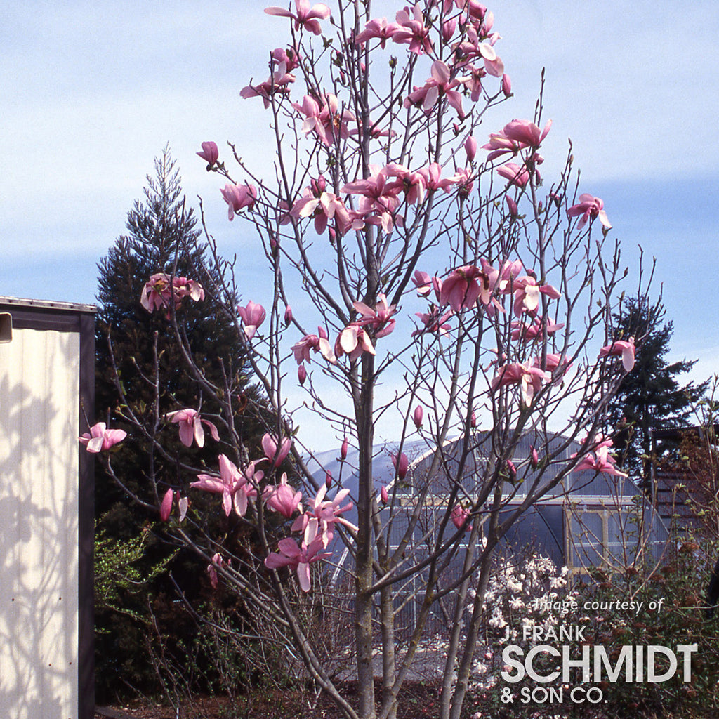 Triple Crown Magnolia Bloom Box — Weston Farms