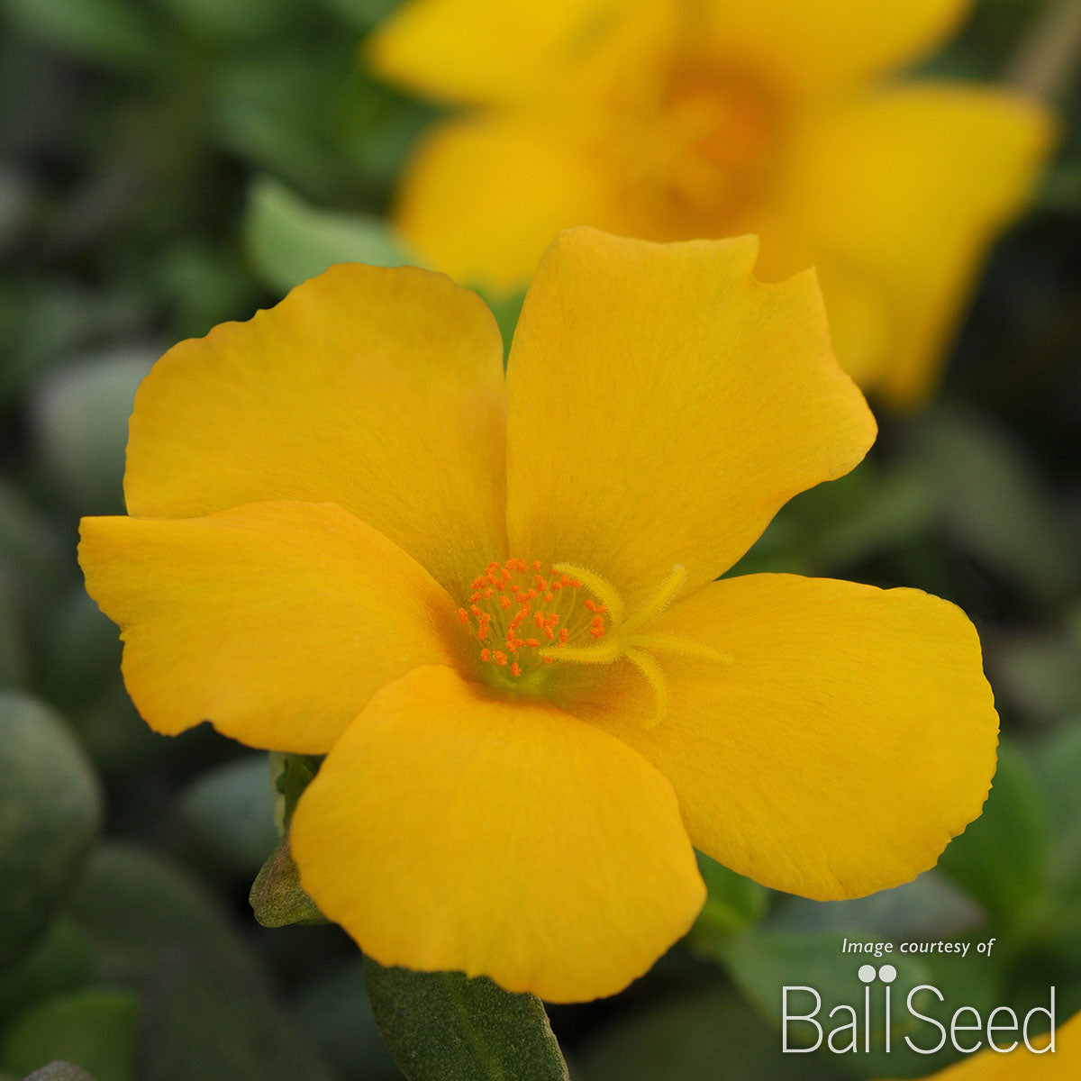 Portulaca Yellow RioGrande 4.25in CF