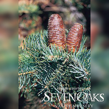 Abies concolor Swift's Silver 3gal White Fir
