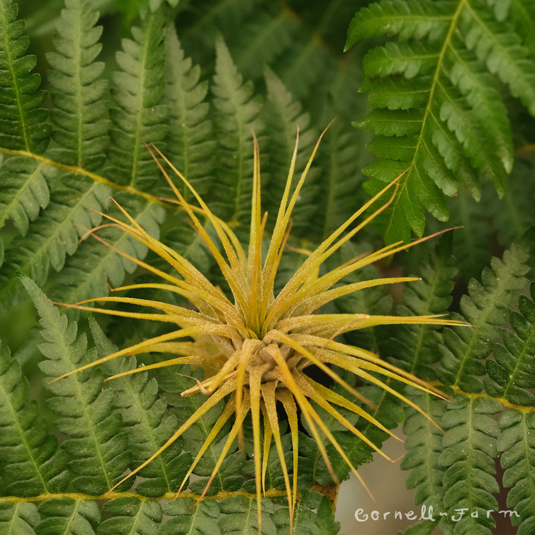 Tillandsia Ionantha Orange – Cornell Farm