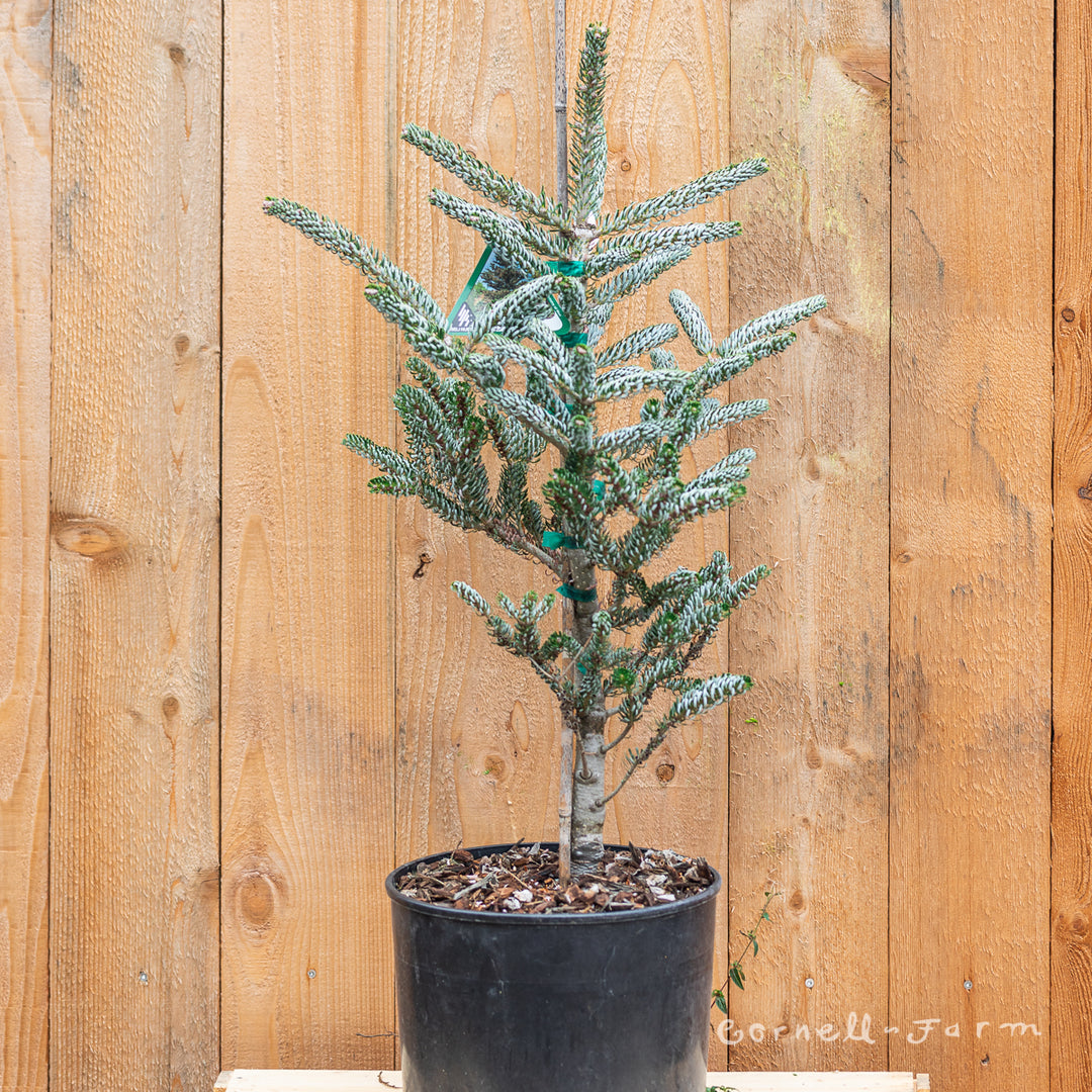 Abies koreana Silver Show 3gal Dwarf Korean Fir – Cornell Farm