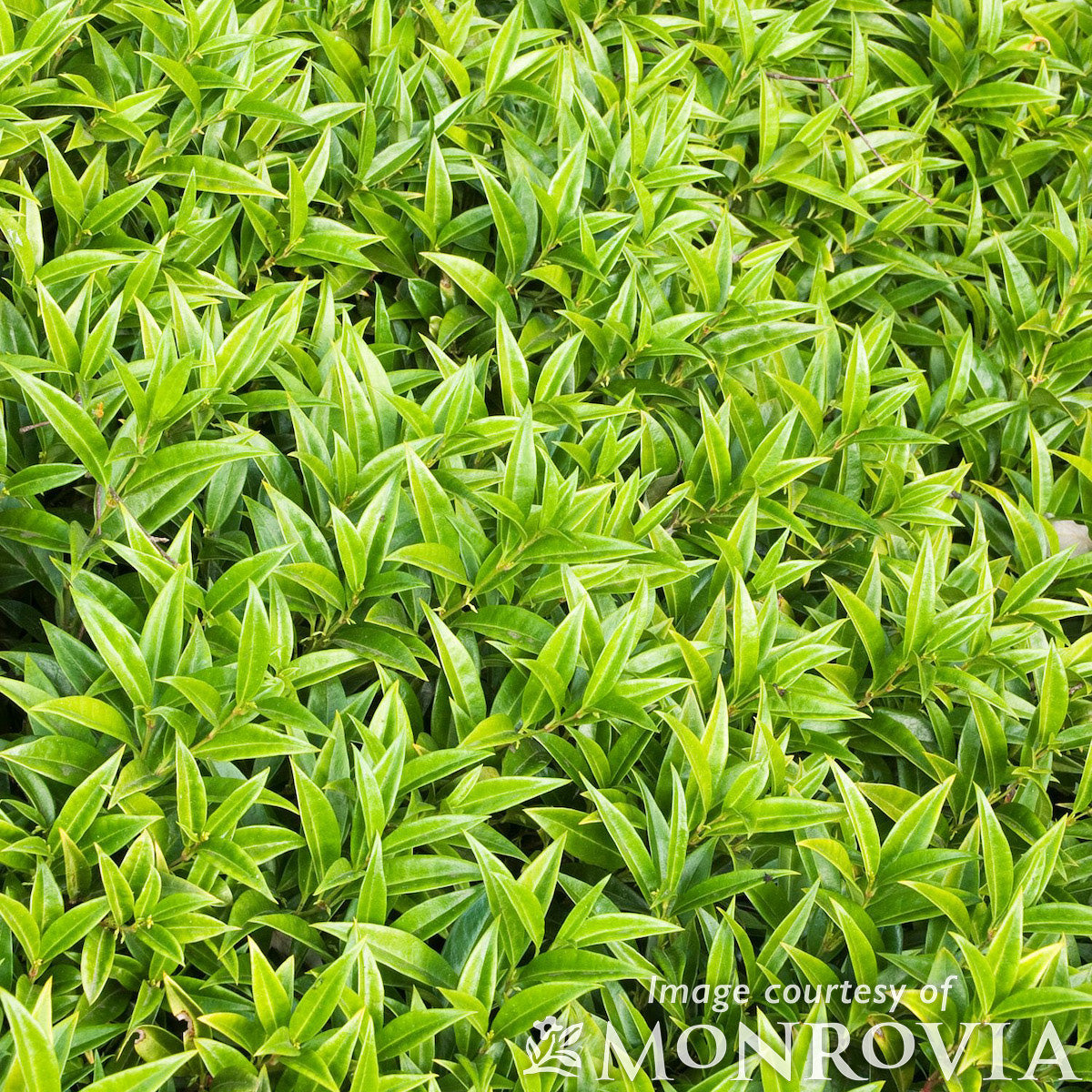 Sarcococca hookeriana v. humilis 1gal Himalayan Sweetbox