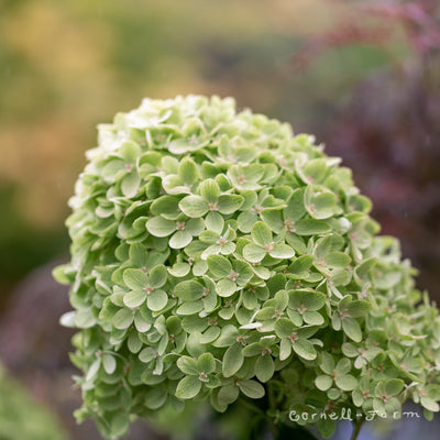 Hydrangea p. Limelight 2gal