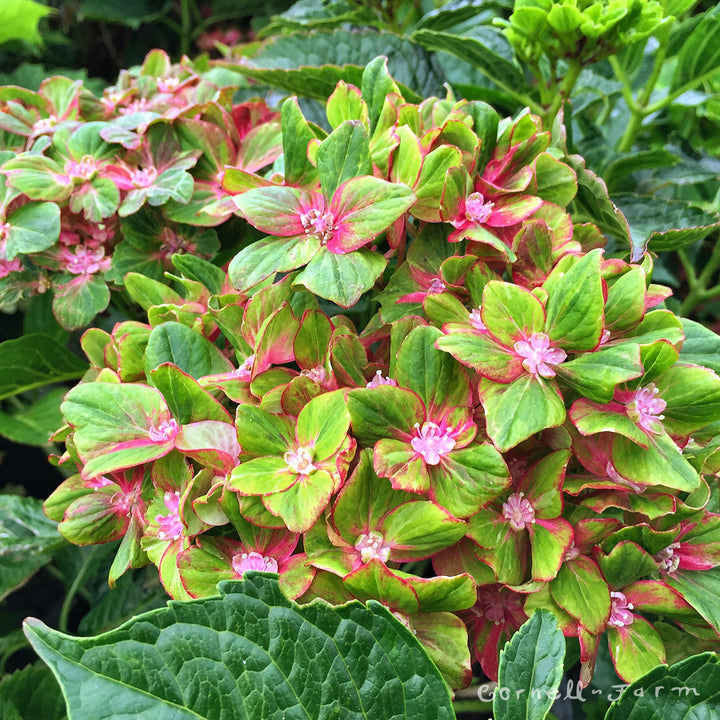 Hydrangea m. Pistachio 5gal – Cornell Farm