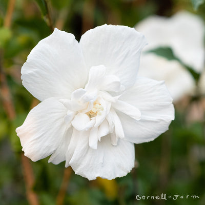 Hibiscus s. White Chiffon 5gal PT Hardy Rose of Sharon