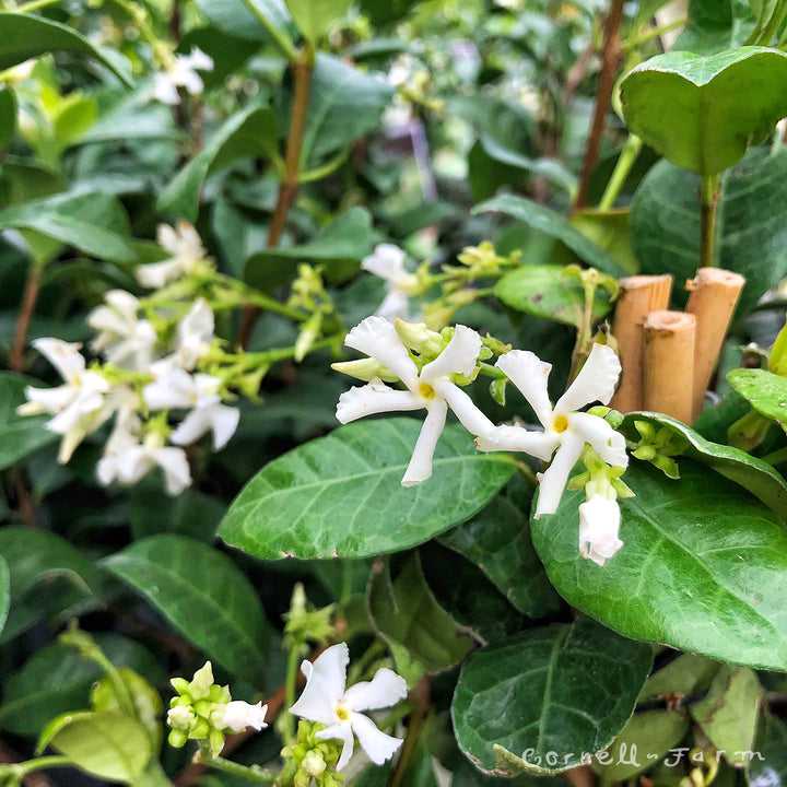 Trachelospermum jasminoides 1gal ST Star Jasmine – Cornell Farm