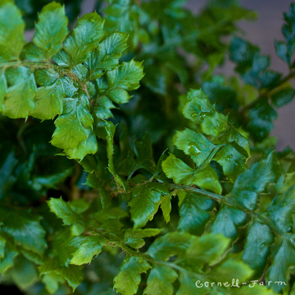 Polystichum polyblepharum 4in Tassel Fern