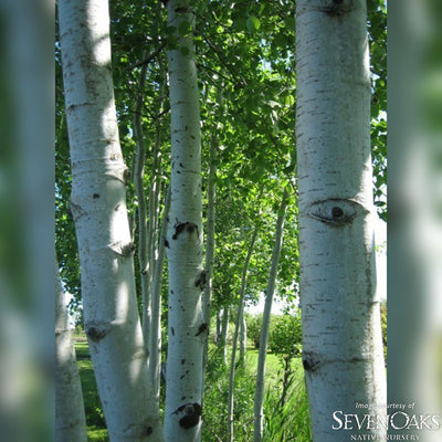 Populus tremuloides 7gal Quaking Aspen