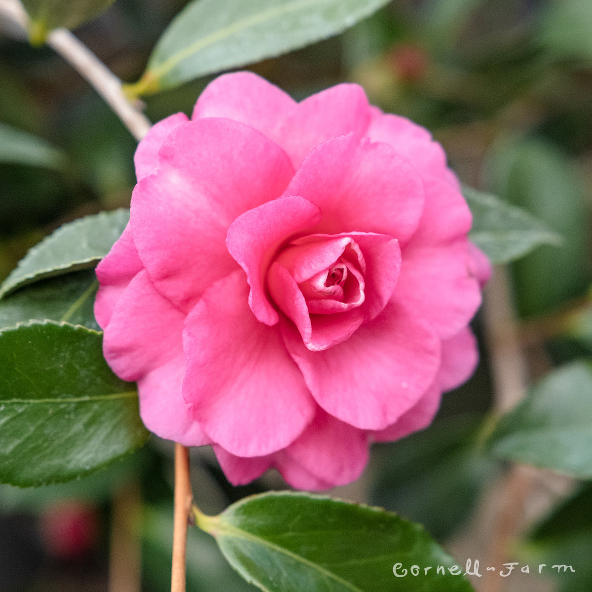 Camellia s. Chansonette 5gal