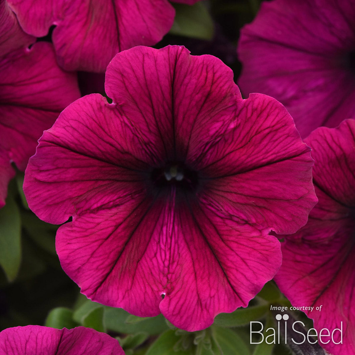 Petunia SureShot Magenta 4.25in CF