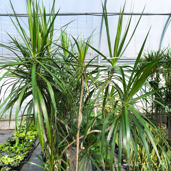 dracaena thin leaves Dracaena marginata 14in Character Branched – Cornell Farm