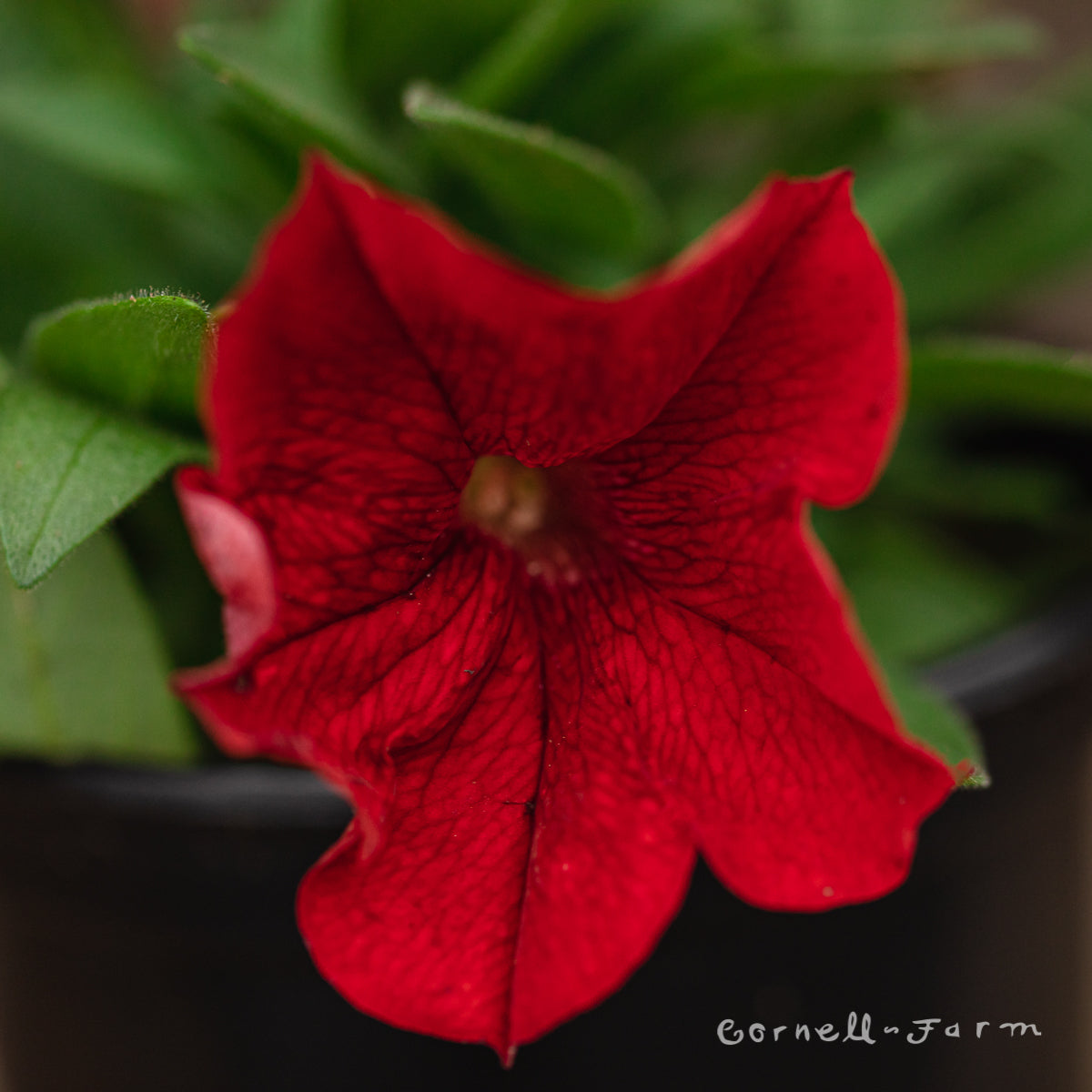 Petunia Red Headliner 4.25in CF