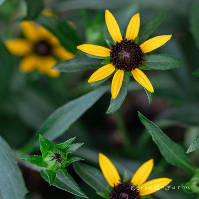 Rudbeckia f Little Goldstar 1gal