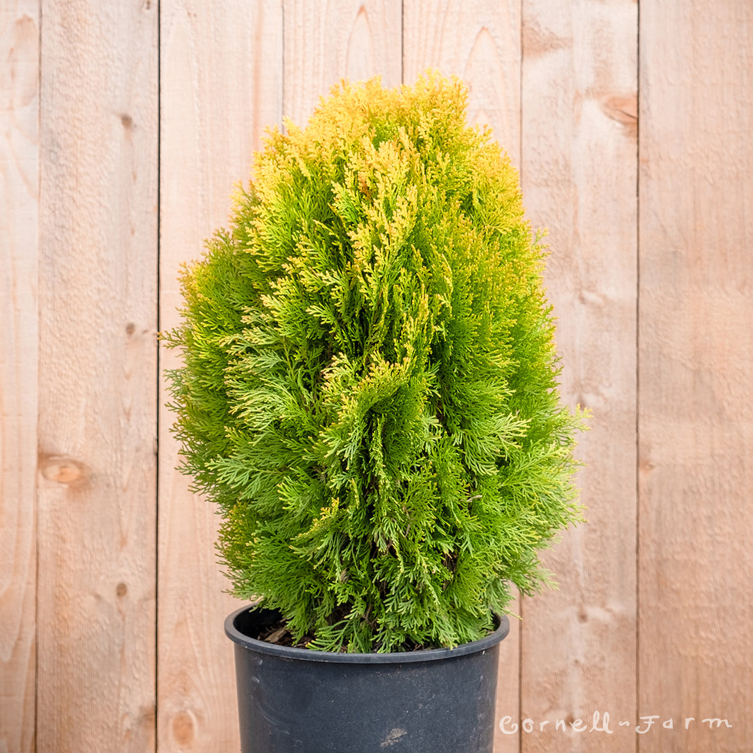 Thuja orientalis Morgan 3gal – Cornell Farm