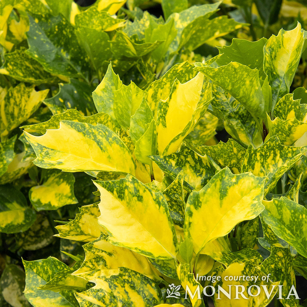 Aucuba j. Sunny Daze 2gal – Cornell Farm