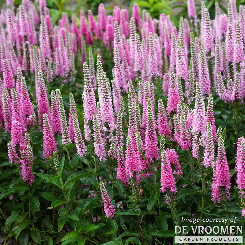 Veronica sp. Pink Marshmallow 1gal CF – Cornell Farm