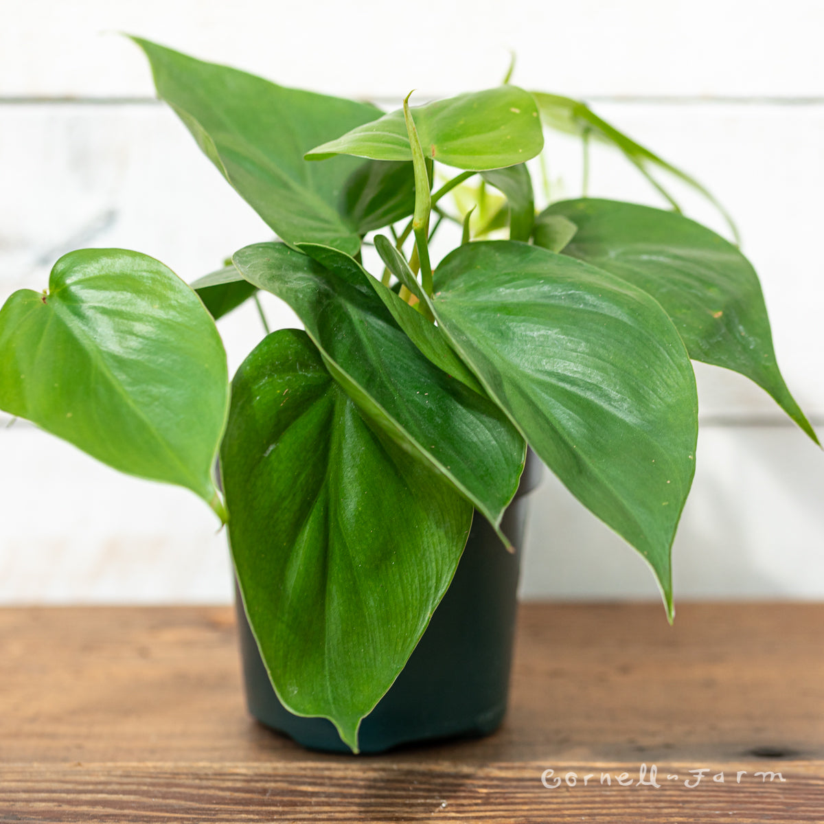 Philodendron hederaceum 4in Heart Leaf