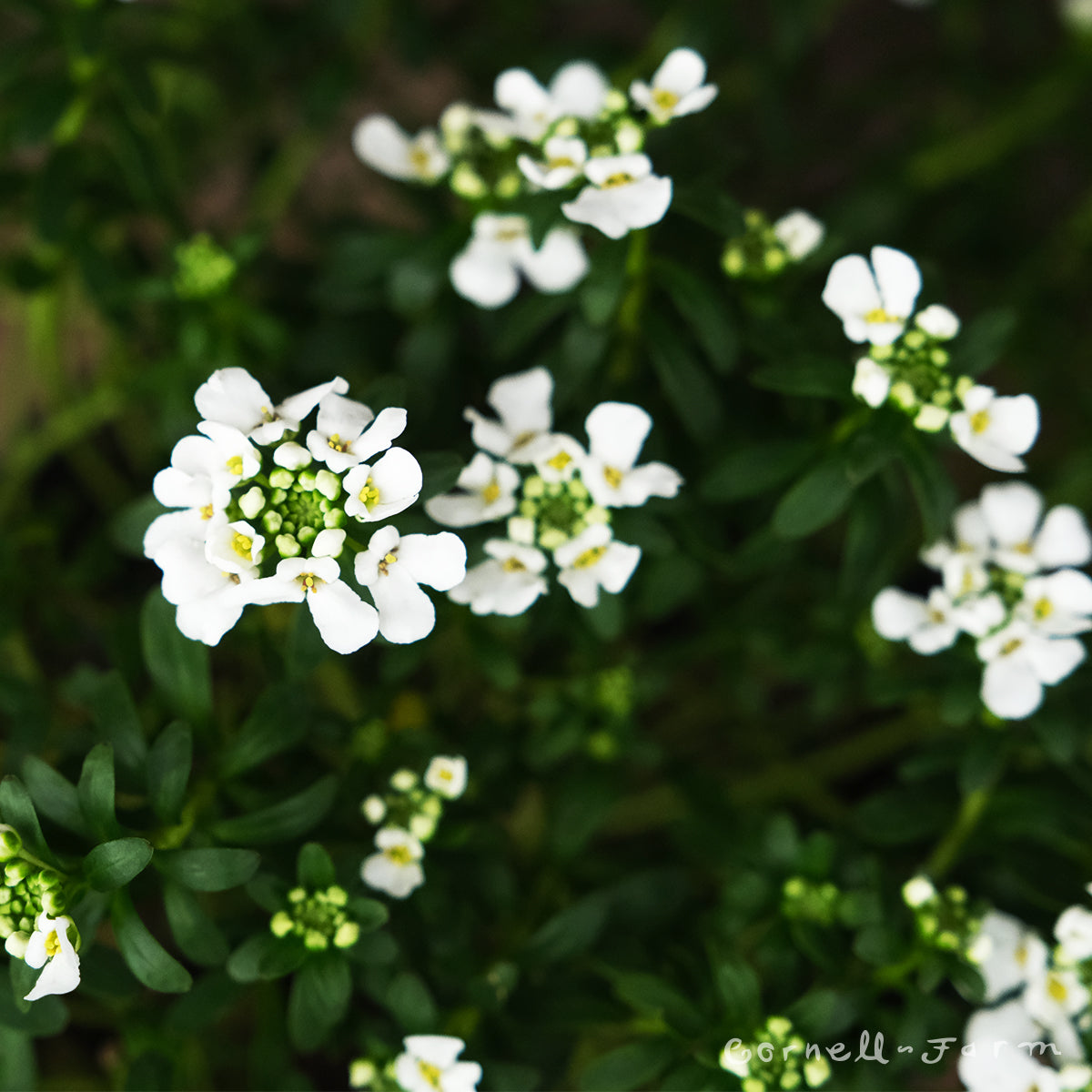 Iberis s Purity 1gal Candytuft
