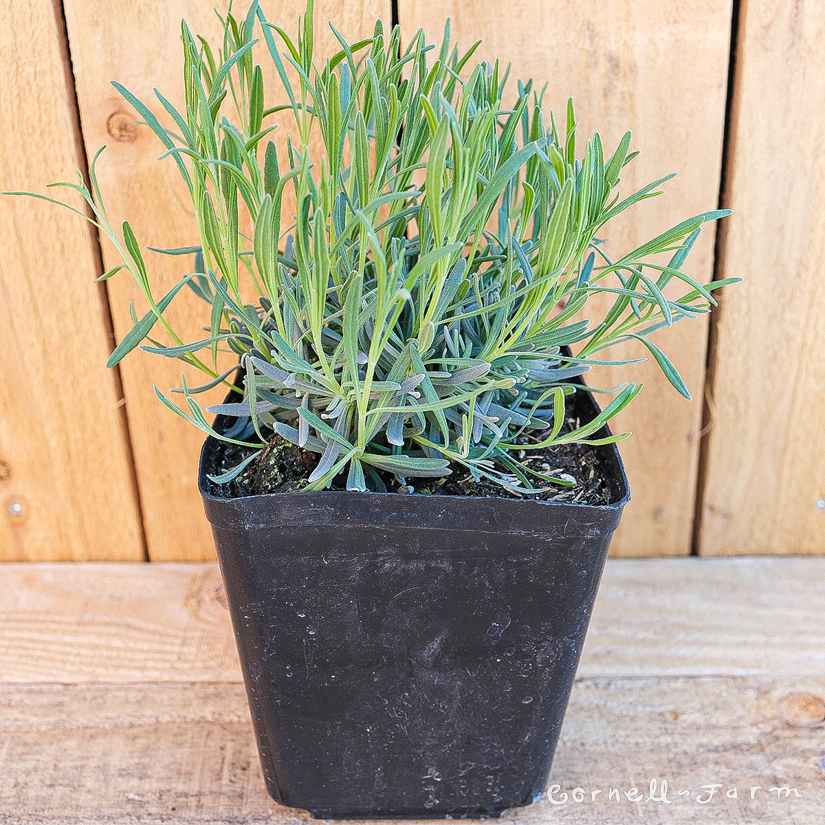 buy small lavender plants Lavandula int. Phenomenal 1gal French Lavender