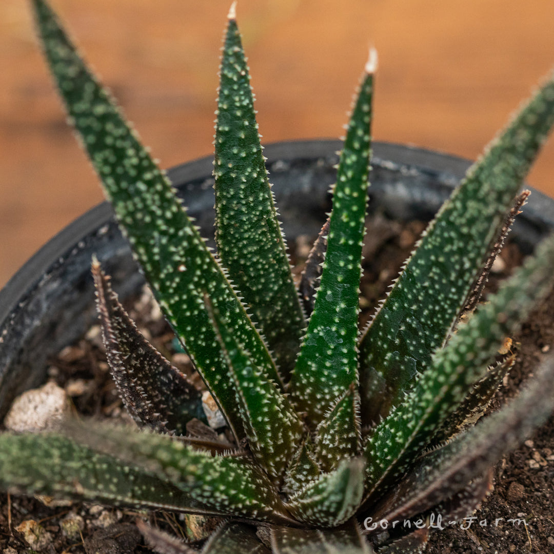 aloe様 Well-Known Aloe claviflora Succulent | Kraal Aloe| Planet Desert