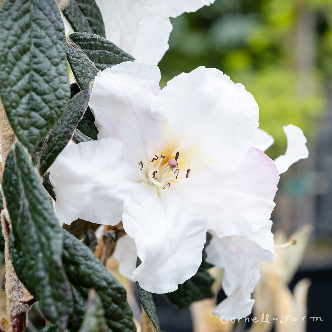 Rhododendron edgeworthii 1gal – Cornell Farm