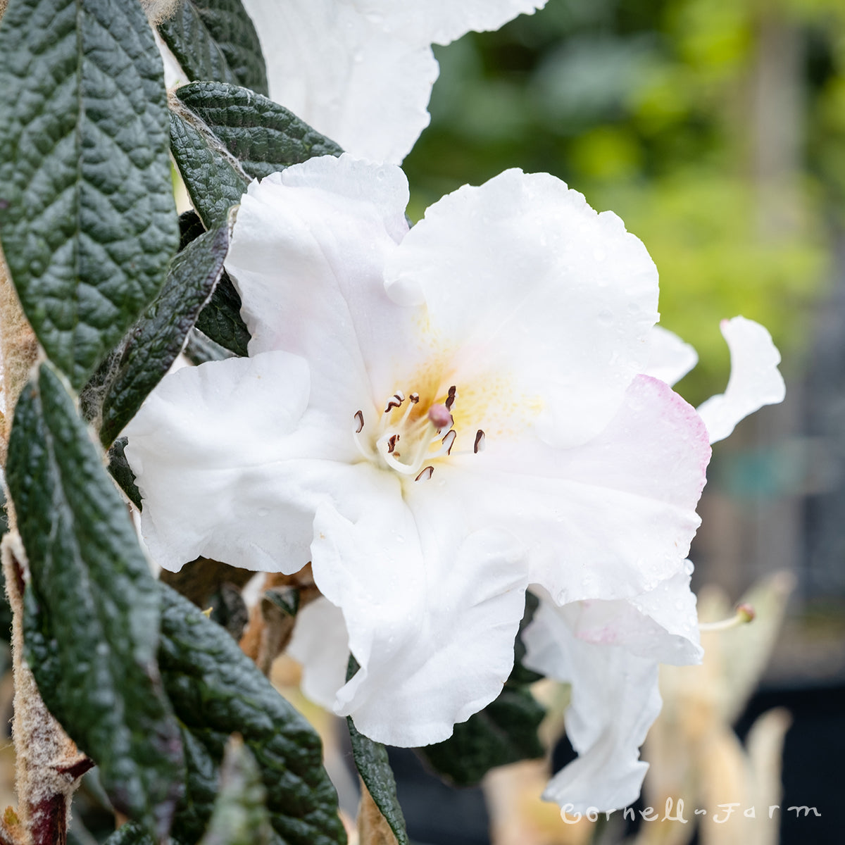Rhododendron edgeworthii 1gal