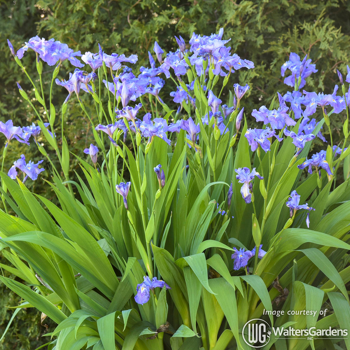 Iris ampliflora Ming Treasure 1gal  CF