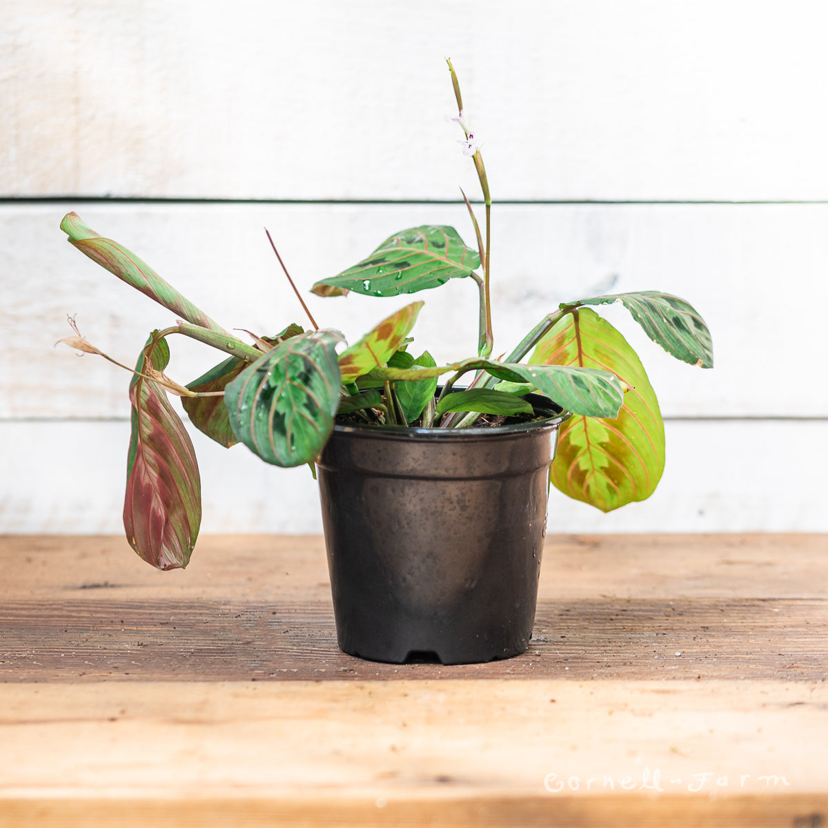 red prayer plant near me Maranta le. erythroneura 4in Red Nerve Prayer Plant