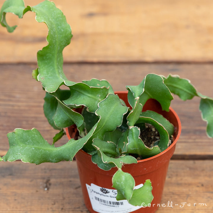 Epiphyllum guatemalense 6in Curly Locks Orchid Cactus – Cornell Farm