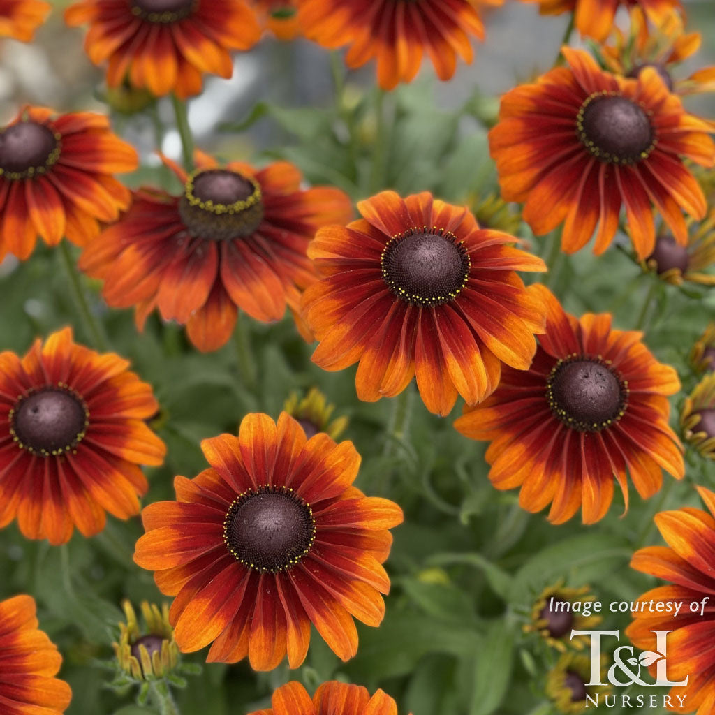 Rudbeckia hirta SmileyZ Glowing 1gal