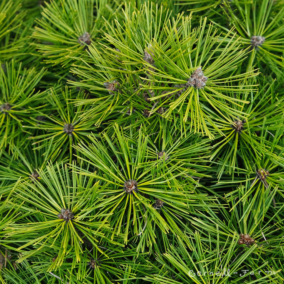 Pinus densiflora Jane Kluis 3gal