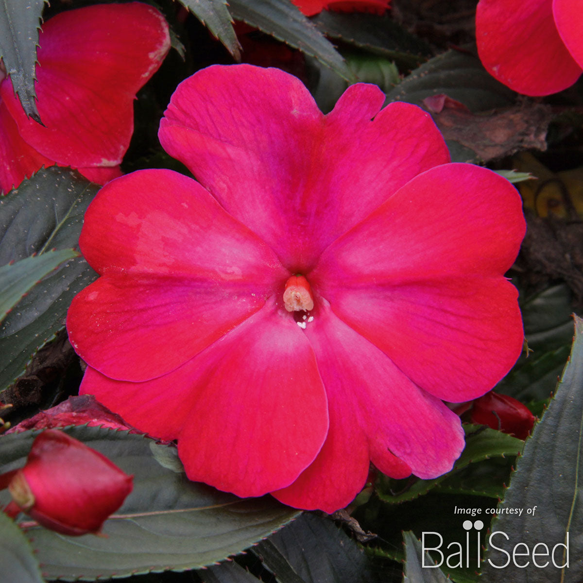 Impatiens-NG Magenta Frost 4.25in ColorPower CF