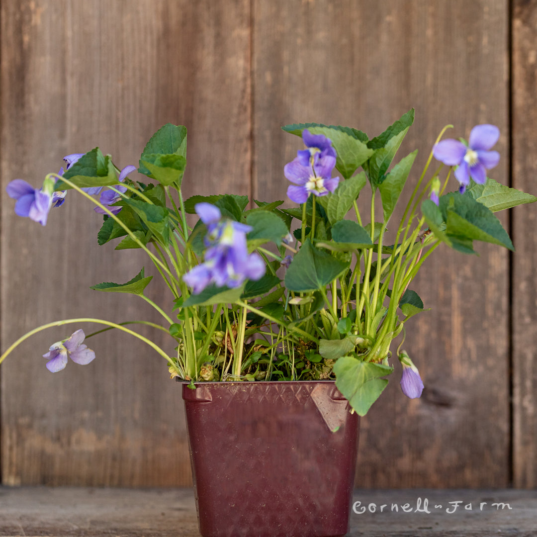 ハナ パルファンブルー&ヴィオレッタ Viola odorata Blue Remington 4in – Cornell Farm