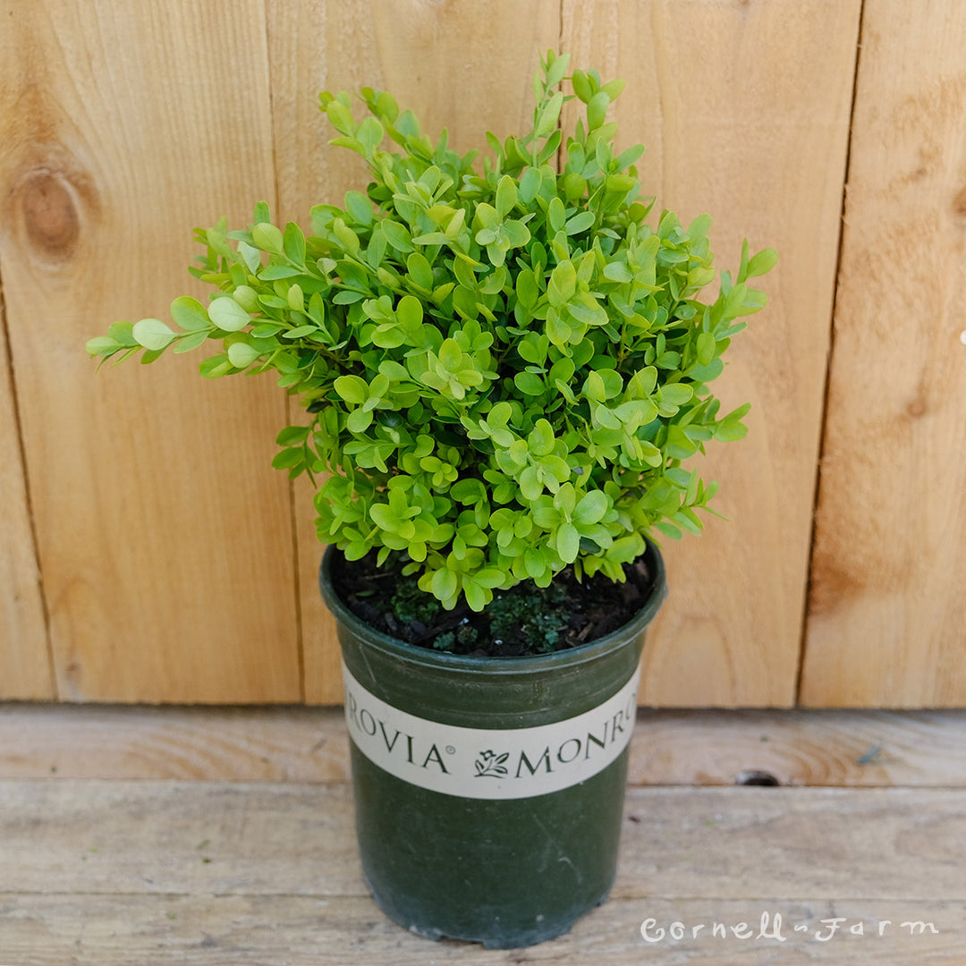Buxus s. suffruticosa 1gal m Dwarf English Boxwood – Cornell Farm