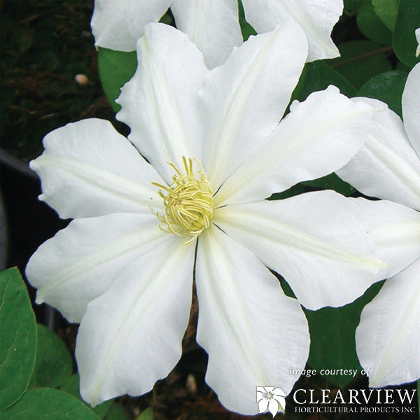 Clematis Toki 1gal