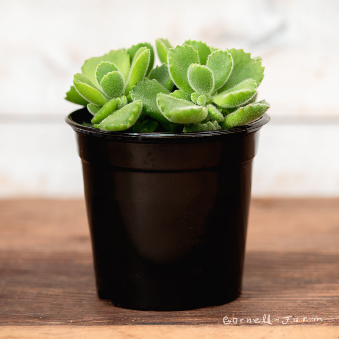 Cotyledon tomentosa 4in Bear Paws