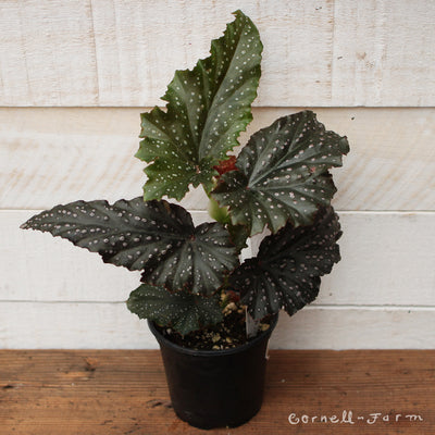Begonia fibrous 4in Fannie Moser