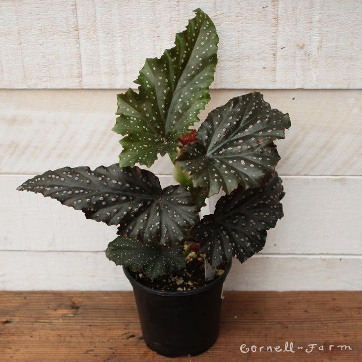 Begonia fibrous 4in Fannie Moser – Cornell Farm