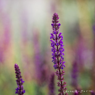 Salvia nemorosa Caradonna 2gal CF