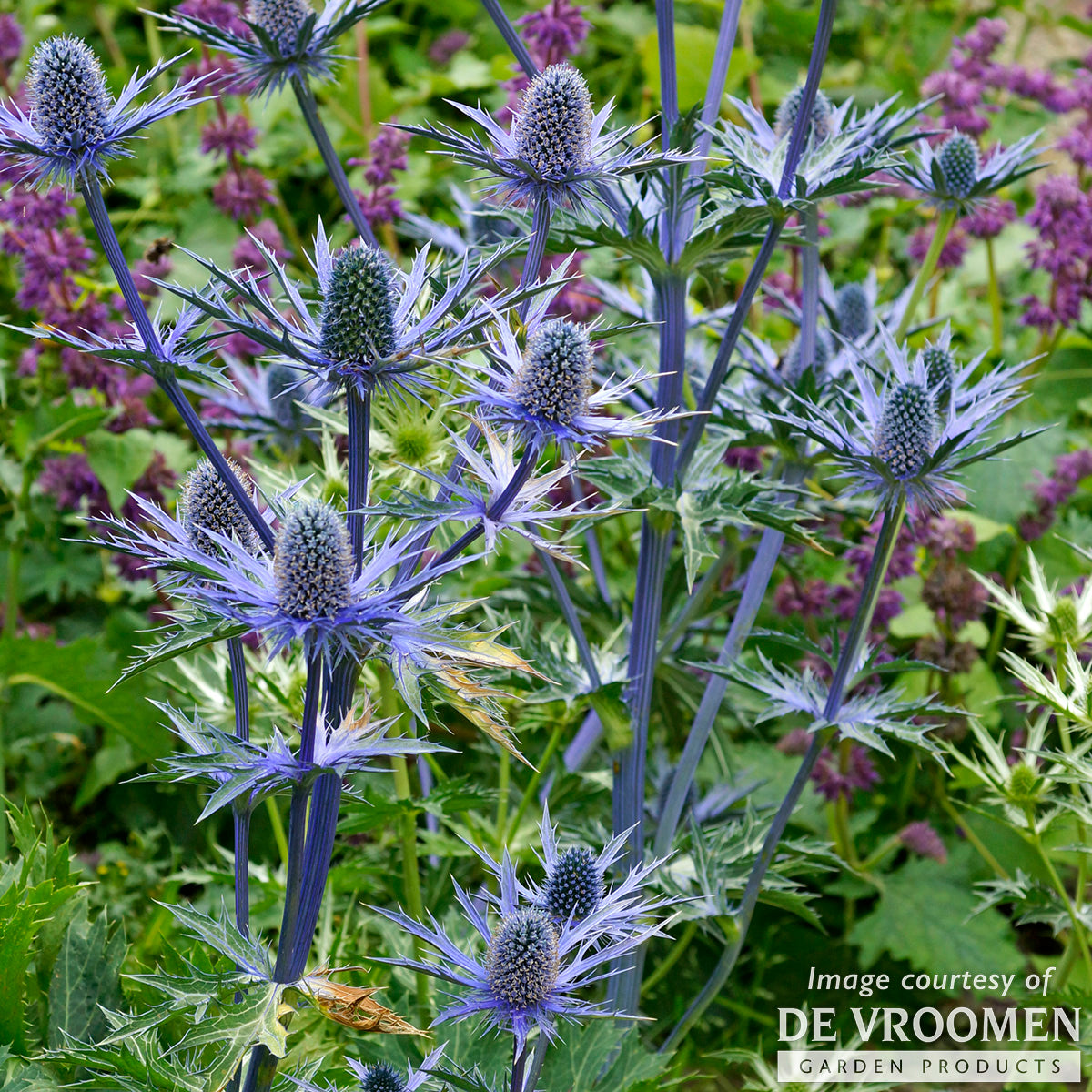 Eryngium zabelii Big Blue 1gal Sea Holly CF