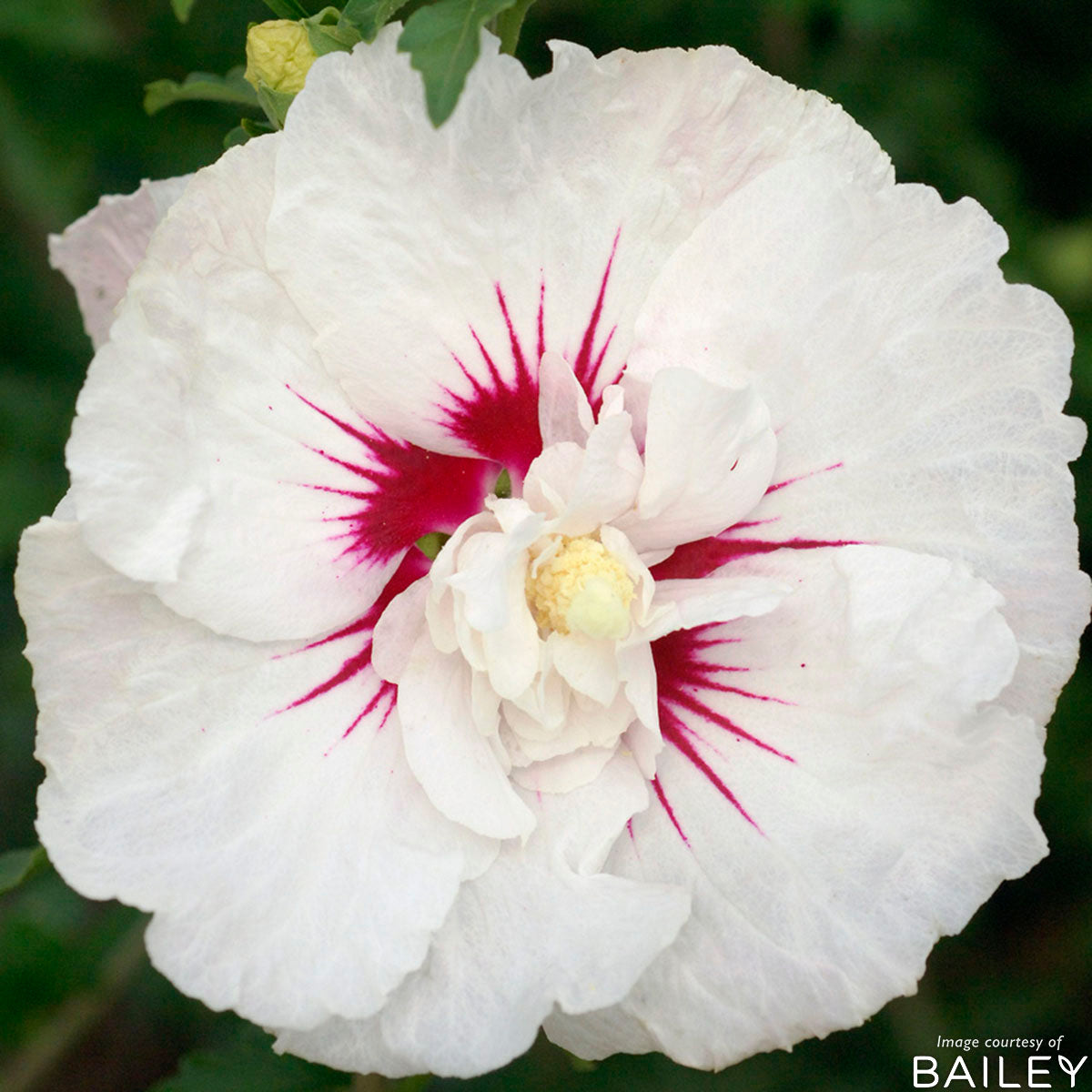 Hibiscus s. Bali 2gal Hardy Rose of Sharon