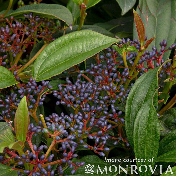 Viburnum davidii 5gal David Viburnum