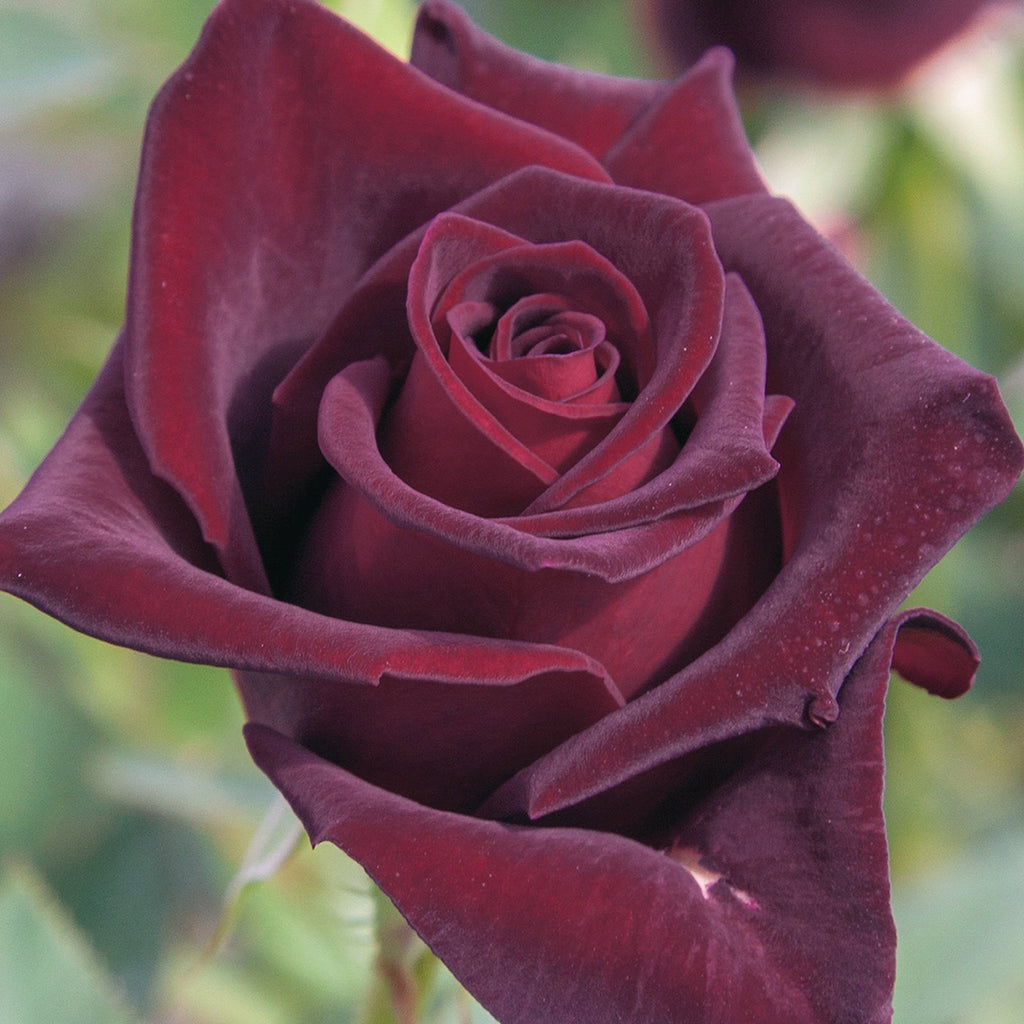 Rose Black Baccara 5gal Hybrid Tea – Cornell Farm
