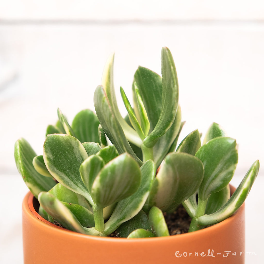Crassula ovata var. Variegated Jade