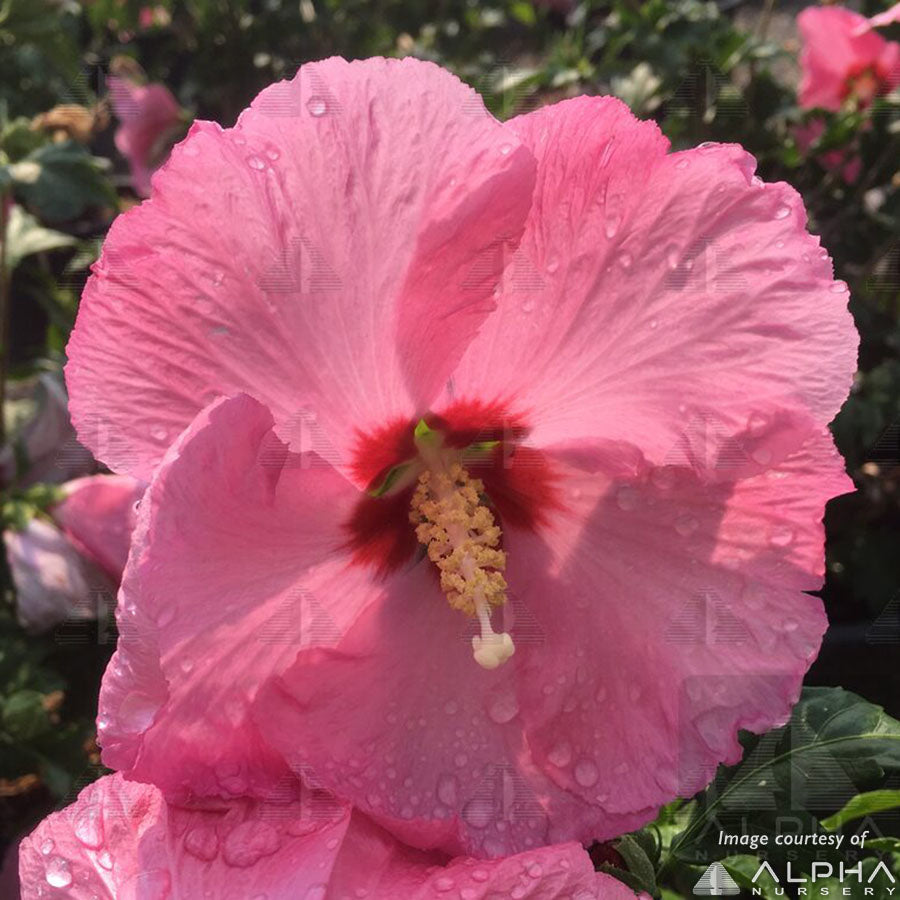 Hibiscus s. Aphrodite 5gal Hardy Rose of Sharon