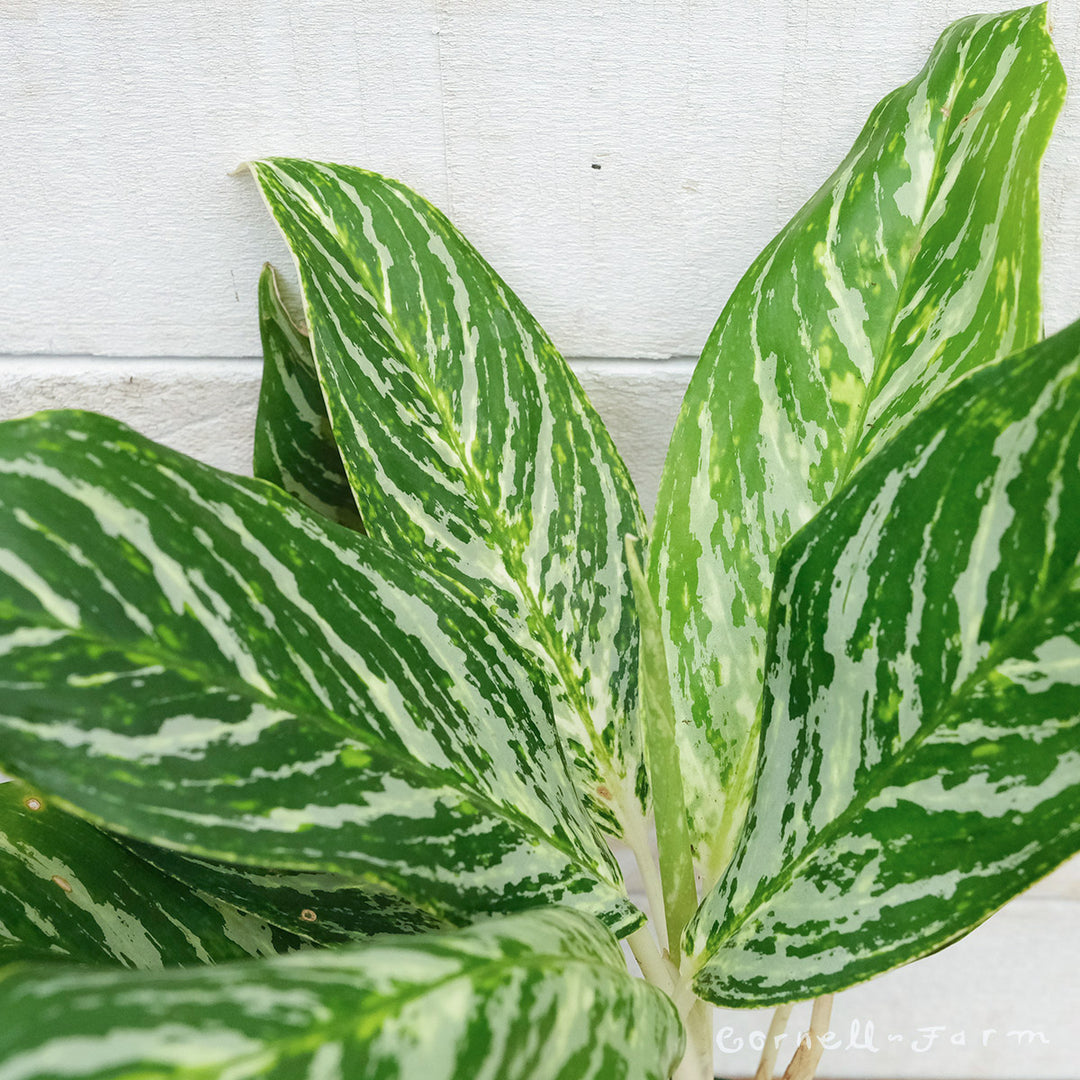 aglaonema madonna Aglaonema 10in Golden Madonna – Cornell Farm
