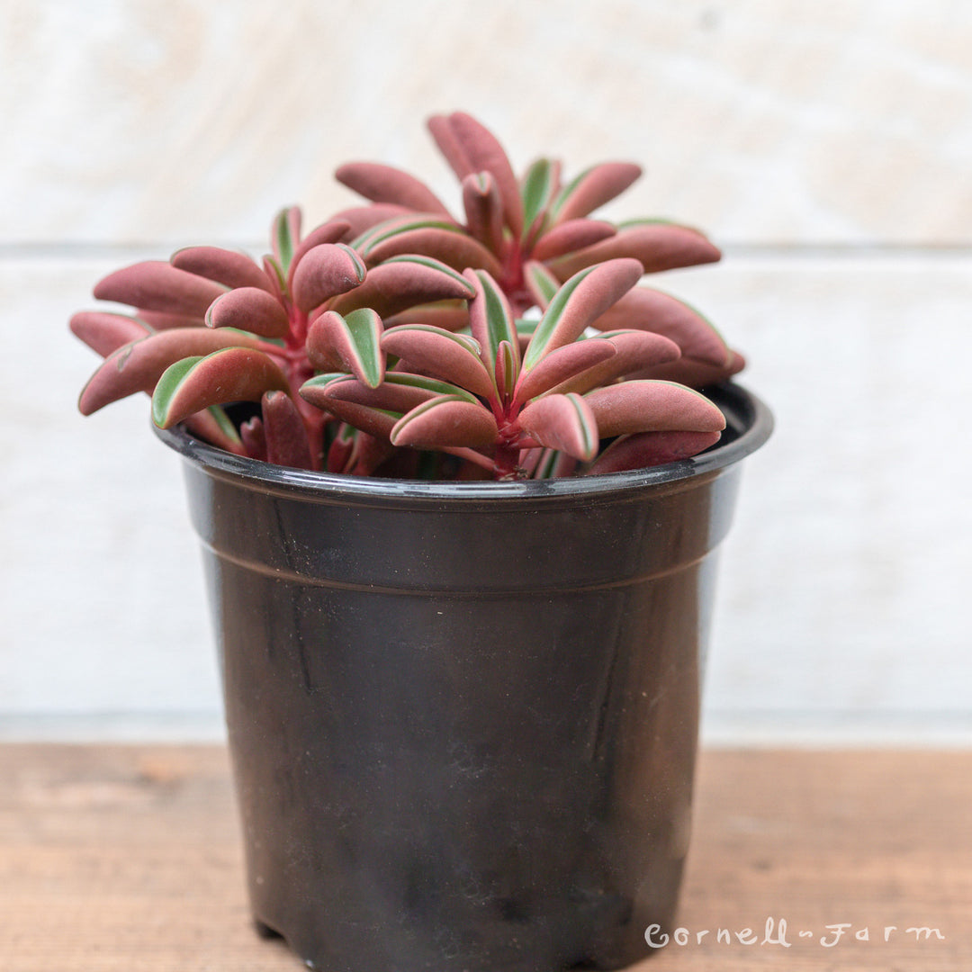 ruby glow succulent Peperomia graveolens 4in Ruby Glow – Cornell Farm