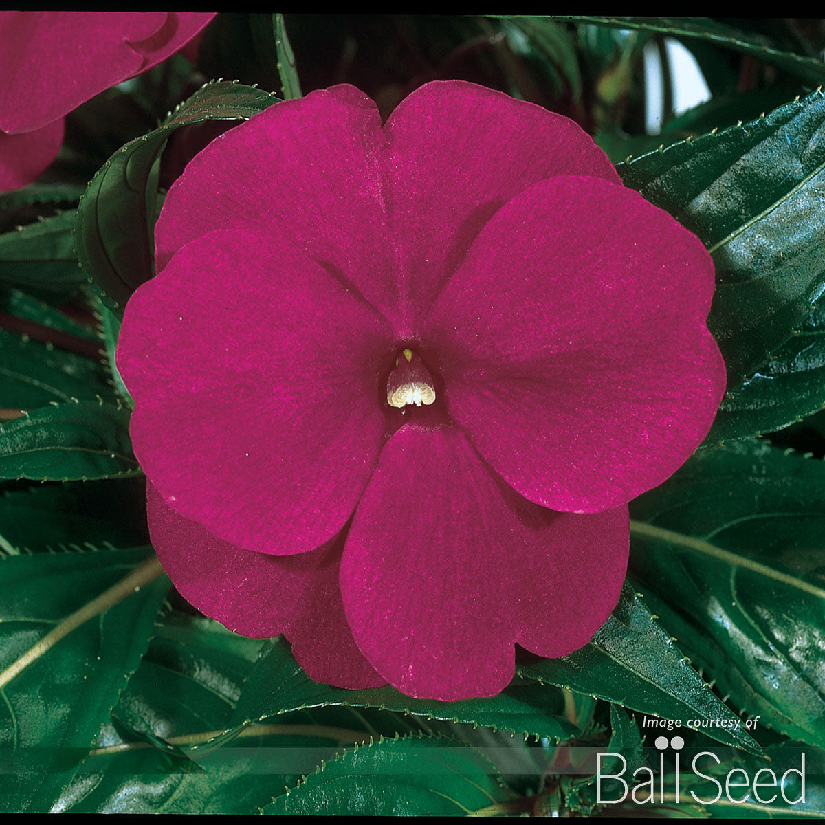 Impatiens-NG Purple Blue 4.25in ColorPower CF