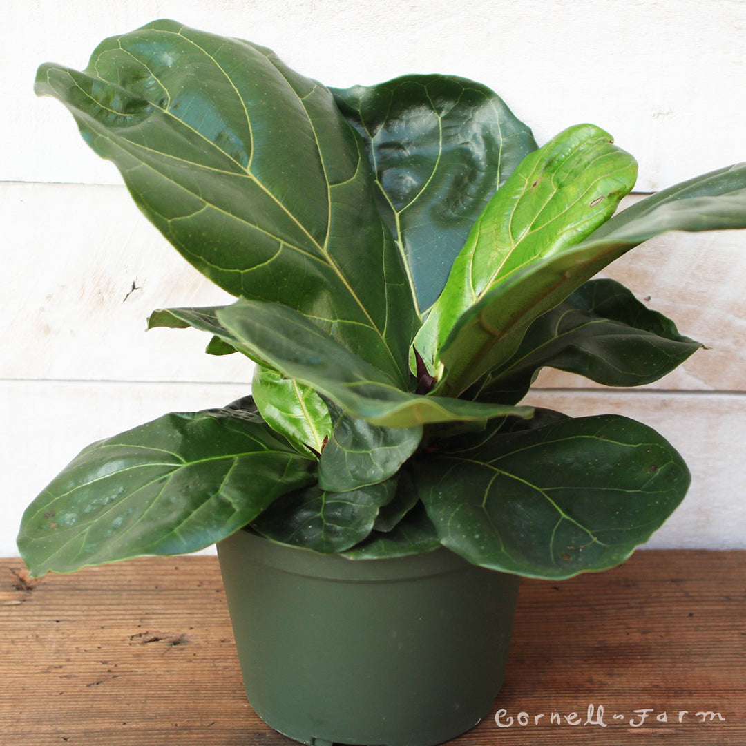 fiddle leaf fig scientific name Ficus lyrata 6in Fiddle Leaf Fig – Cornell Farm