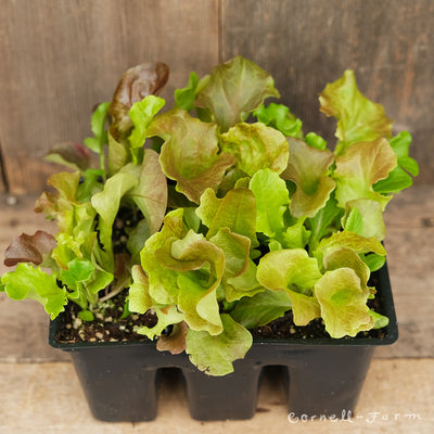 Lettuce Gourmet Salad Mix Jumbo 6pk